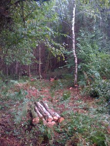 Forestry stuff (Woodland management)