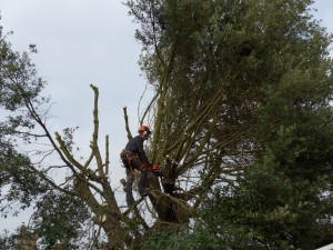Holm Dave (home page tree services)